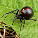 pest control