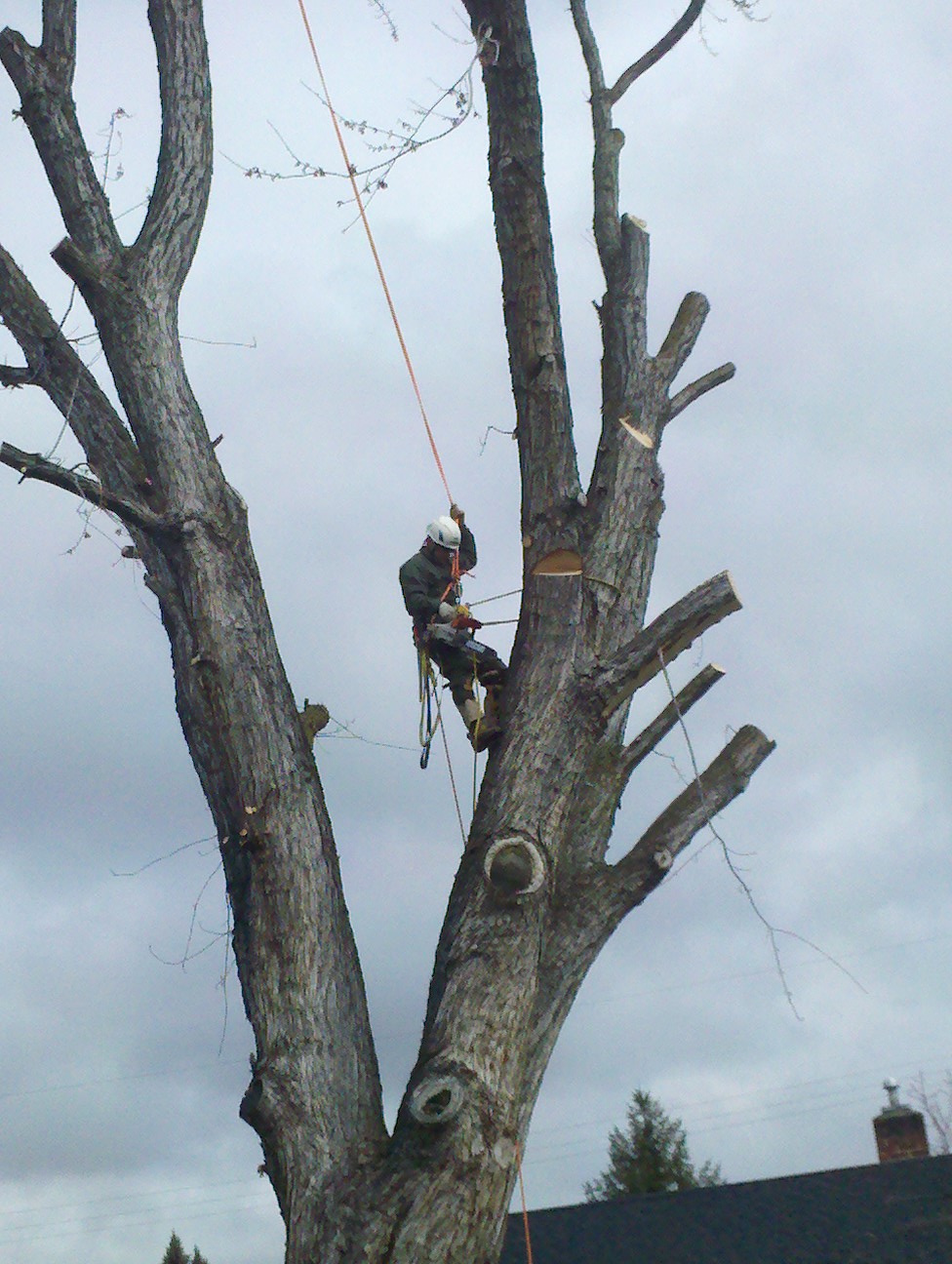 tree  4